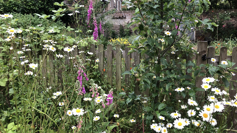 Plants in the Anthropology garden