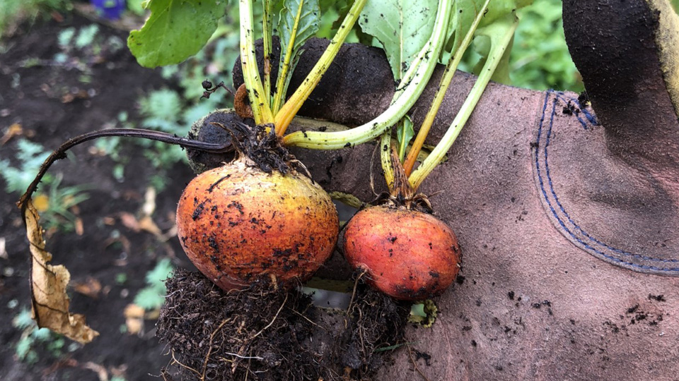 Radishes grown in the Anthropology garden