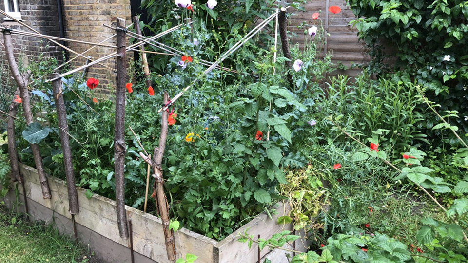 Herbs grown in the Anthropology garden